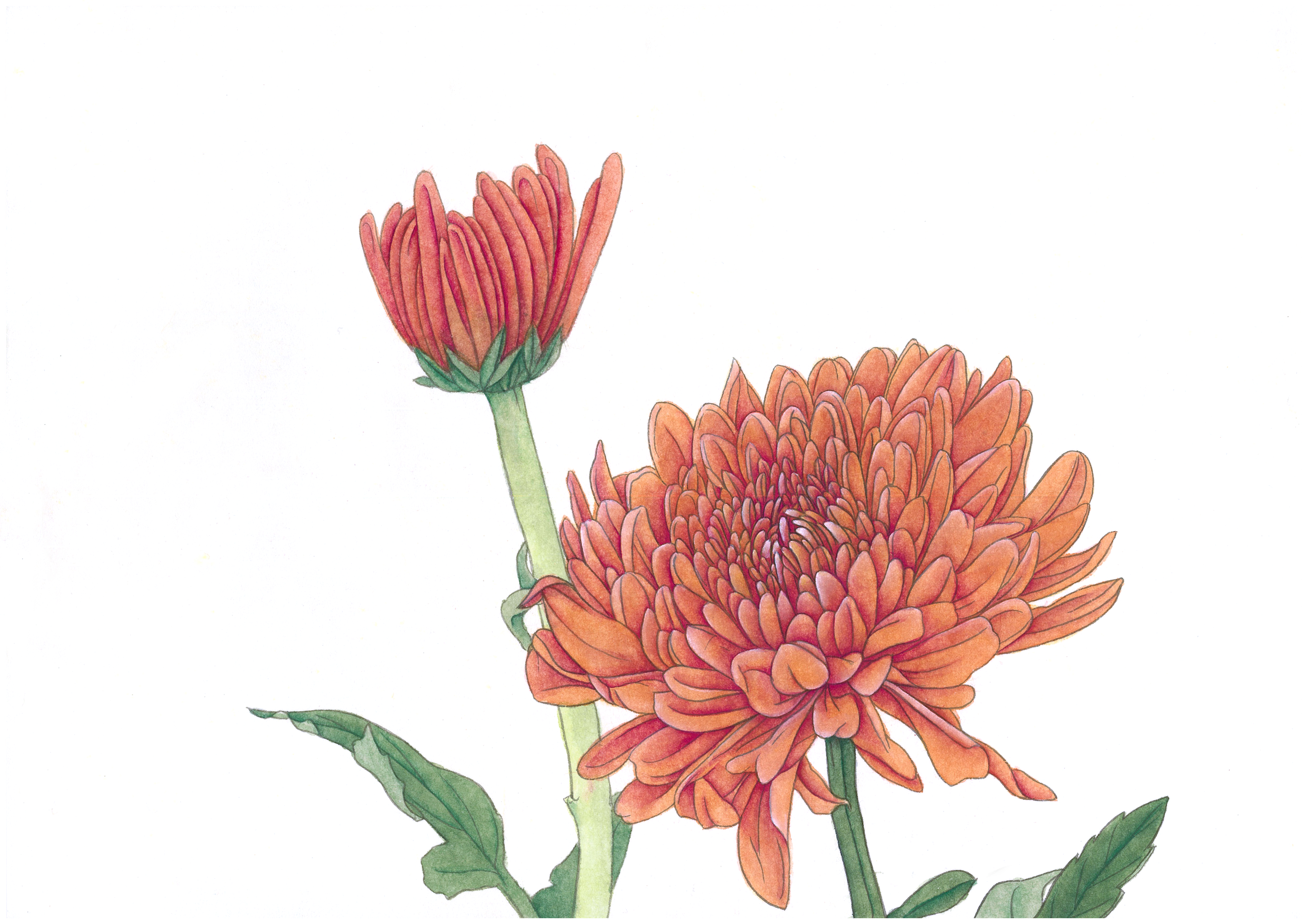 Chrysanthemum actual image