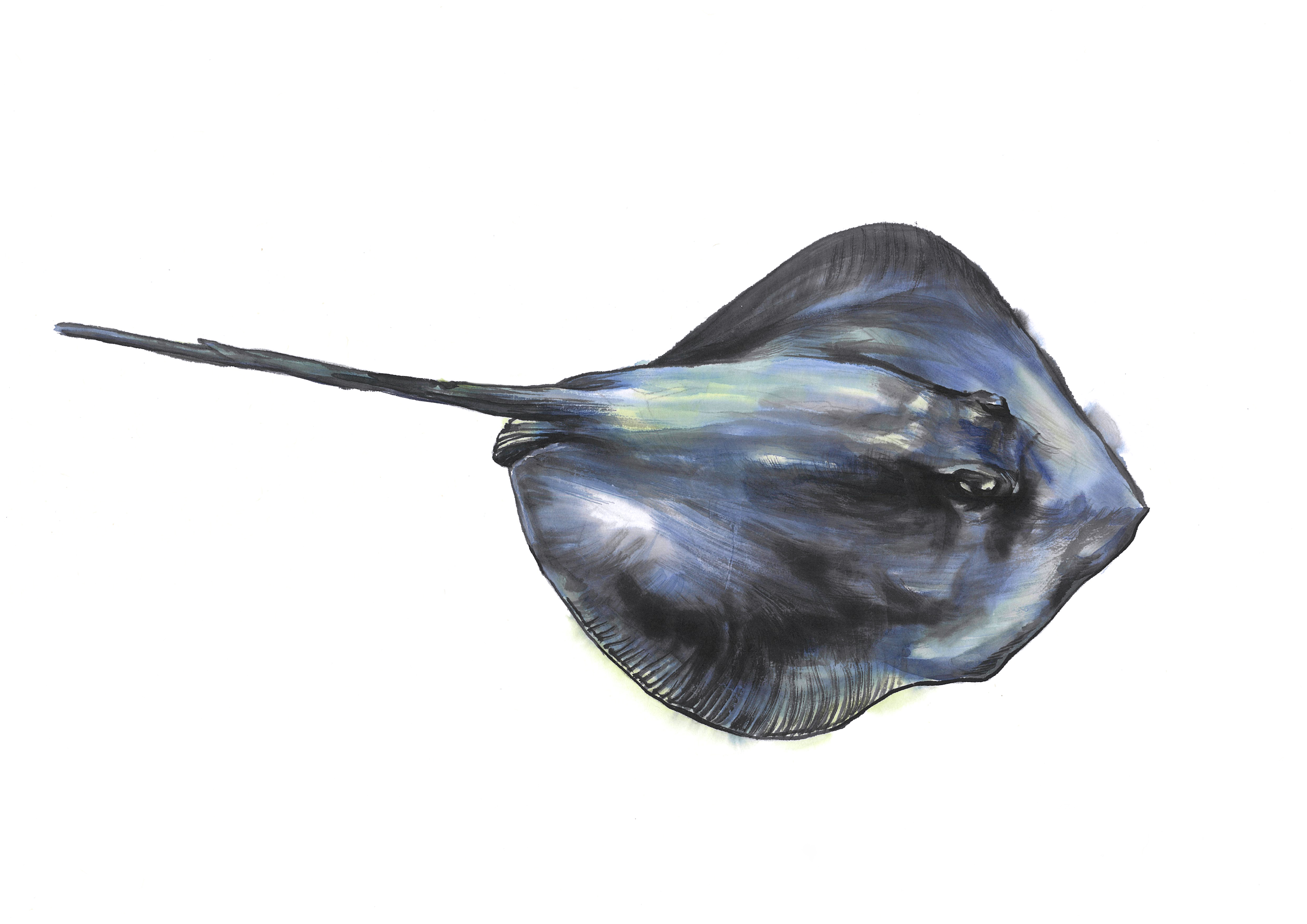 Ray representative image