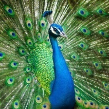 PEACOCK 고밀도 샘플 (density 0.3402)