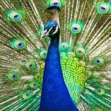 PEACOCK 고밀도 샘플 (density 0.3363)