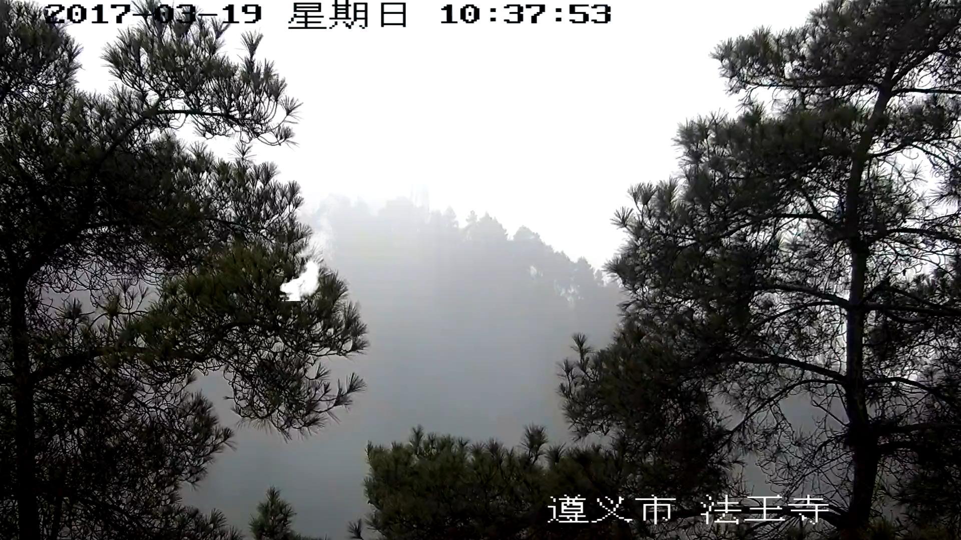 smoke_12517 — fog-filled forest surveillance-camera frame