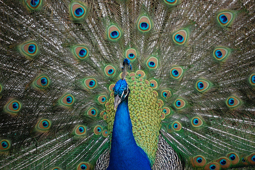 peacock — density 0.3437