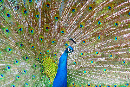 peacock