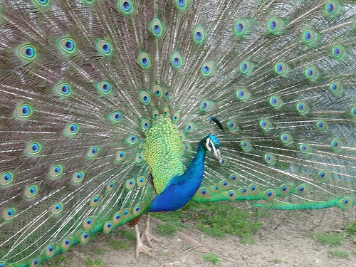 peacock