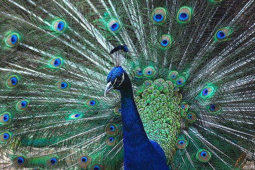 peacock