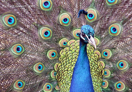 peacock