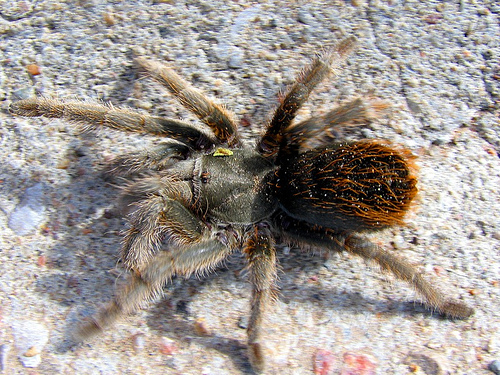 tarantula
