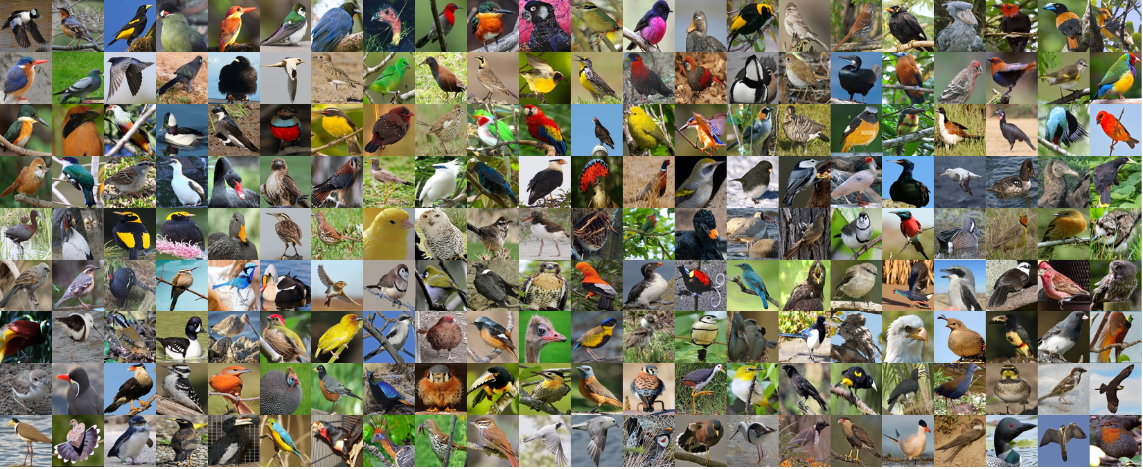 Birds 450 Dataset — Collage of 450 Bird Species