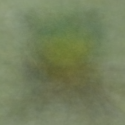 AFRICAN EMERALD CUCKOO 클래스 평균